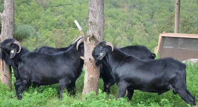 努比亚黑山羊生长周期努比亚黑山羊要多久才能长大
